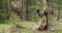 bear, scratch my back, forest